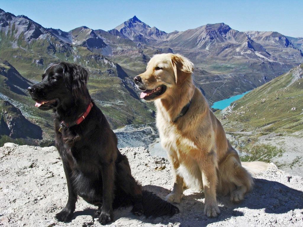 Lara und Kaja (Amerikanischer Staffordshire, Golden Retriever, Rottweiler) Amerikanischer Staffordshire Terrier Golden Retriever Rottweiler 